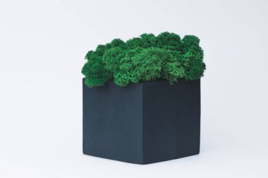 Tasarımcılar için beyaz bir arka planda beton bir pot yeşil yosun