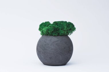 Tasarımcılar için beyaz bir arka planda beton bir pot yeşil yosun