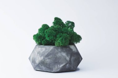 Tasarımcılar için beyaz bir arka planda beton bir pot yeşil yosun