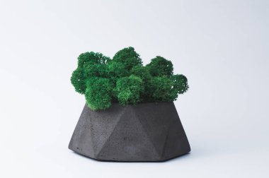 Tasarımcılar için beyaz bir arka planda beton bir pot yeşil yosun