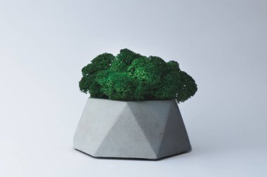 Tasarımcılar için beyaz bir arka planda beton bir pot yeşil yosun