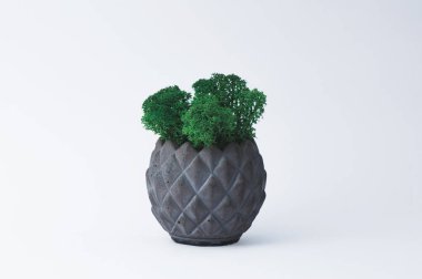 Tasarımcılar için beyaz bir arka planda beton bir pot yeşil yosun