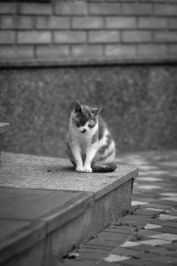 Bir evin merdivenlerinde üzgün üzgün oturan yalnız bir kedinin siyah beyaz fotoğrafı..