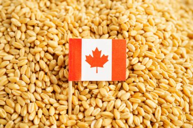 Kanada buğday, ticaret ihracatı ve ekonomi konseptine bayrak dikti.