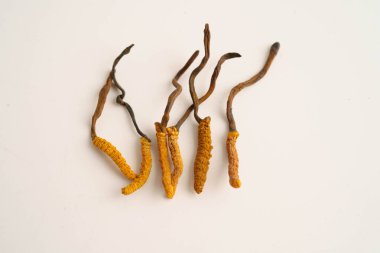 Cordyceps sinensis ya da Ophiocordyceps sinensis beyaz arka planda izole edilmiş, mantar bitkisi tedavisi.