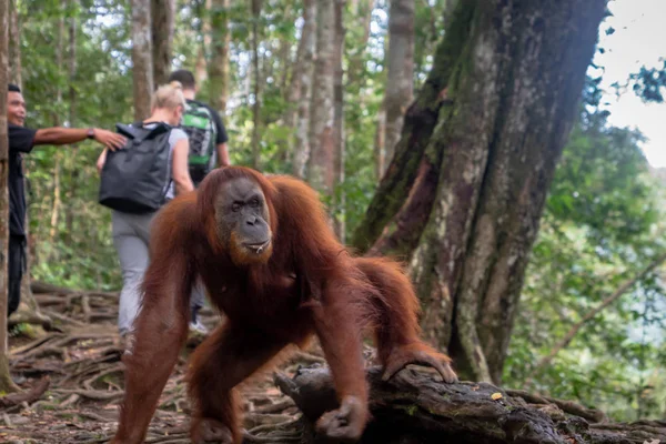 Orangután Retrato Selva Orangután Hembra Semi Salvaje Selva Tropical Bukit — Foto de Stock