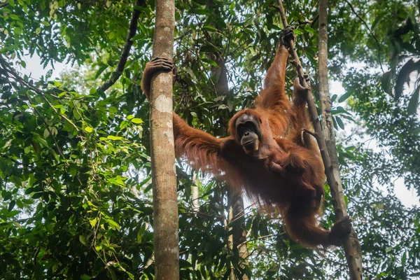 Orangután Retrato Selva Orangután Hembra Semi Salvaje Selva Tropical Bukit — Foto de Stock