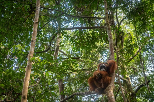 Orangután Retrato Selva Orangután Hembra Semi Salvaje Selva Tropical Bukit — Foto de Stock