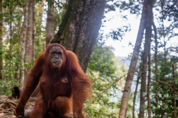 Orangután Retrato Selva Orangután Hembra Semi Salvaje Selva Tropical Bukit — Foto de Stock