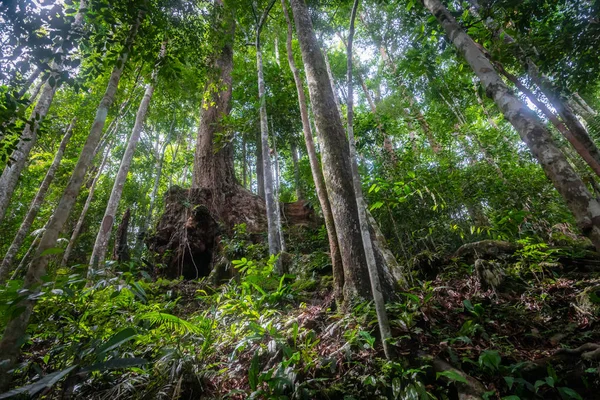 Las Deszczowy Dżungli Bukit Lawang Sumatra Północna Indonezja — Zdjęcie stockowe