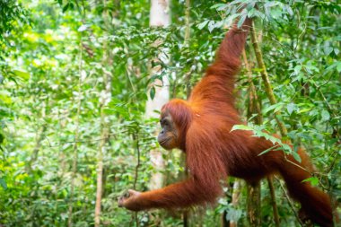 Orman portresindeki Orangutan. Bukit Lawang orman yağmur ormanlarında yarı vahşi dişi orangutan, Kuzey Sumatra, Endonezya.