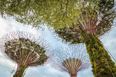 Singapur - Ocak 2019: Marina Bay Sands hotel yakınlarındaki Singapur Supertree Grove ile koy tarafından Gardens 