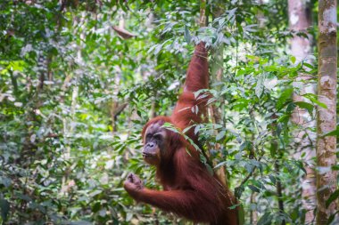 Orman portresindeki Orangutan. Bukit Lawang orman yağmur ormanlarında yarı vahşi dişi orangutan, Kuzey Sumatra, Endonezya.