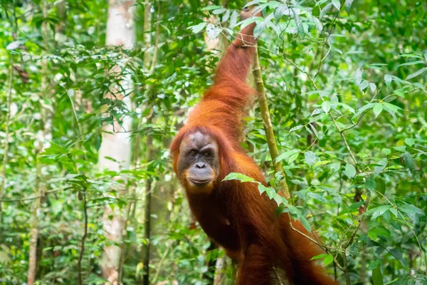 Orangután Retrato Selva Orangután Hembra Semi Salvaje Selva Tropical Bukit — Foto de Stock