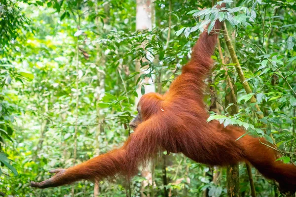 Orangután Retrato Selva Orangután Hembra Semi Salvaje Selva Tropical Bukit — Foto de Stock