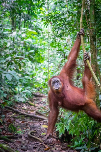 Orangután Retrato Selva Orangután Hembra Semi Salvaje Selva Tropical Bukit — Foto de Stock