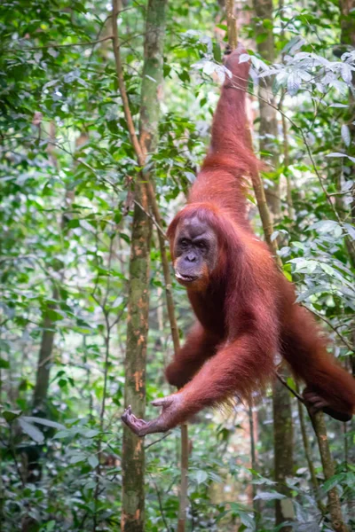 Orangután Retrato Selva Orangután Hembra Semi Salvaje Selva Tropical Bukit — Foto de Stock