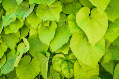 Yeşil yaprak dokusu arka plan. Duvar kağıdı yaprağı yüzeyde doğal yeşil bitkiler manzara, ekoloji, yeni duvar kağıdı konsepti. 