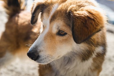 Genç köpek yavrusu üzgün ve endişeli görünüyor. Uzaktan bakıldığında köpek yüzlü, umut dolu ve umut dolu görünüyor.