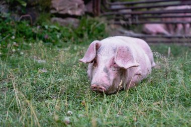 Domuz portresi. Organik domuz çiftliğinde. Domuz burnu üzerine odaklanmış domuz eti.