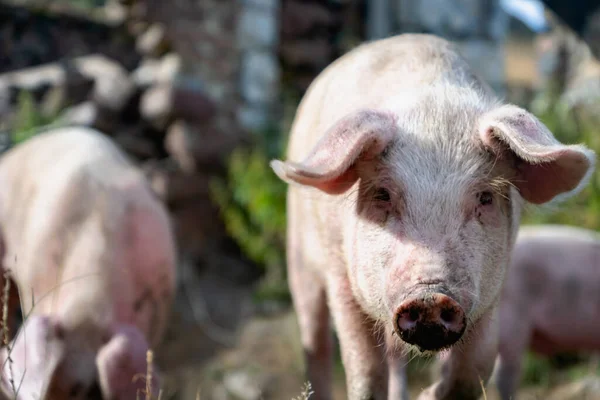 Retrato Cerdo Granja Cerdos Ecológicos Libre Distribución Cerdo Con Enfoque — Foto de Stock