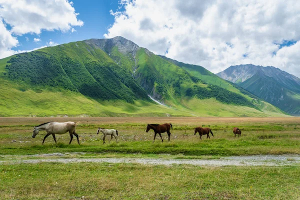 Chevaux Sur Pâturage Verdoyant Paysage Montagne Vallée Truso Gorge Randonnée — Photo