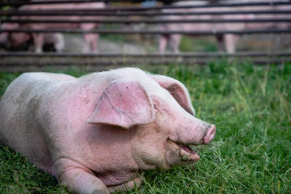 Retrato Cerdo Granja Cerdos Orgánicos Campo Libre Cerdo Sonriente Feliz — Foto de Stock