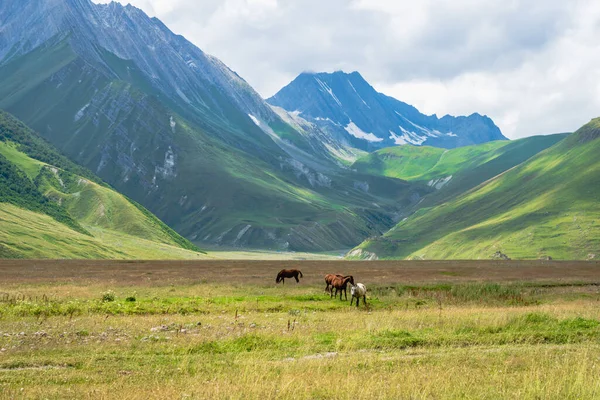 Cavalos Pastagem Verde Paisagem Montanhosa Truso Valley Gorge Rota Trekking — Fotografia de Stock