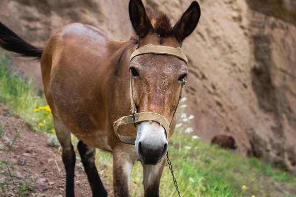 Mule Dans Région Trekking Montagne Portrait Rapproché Mule — Photo