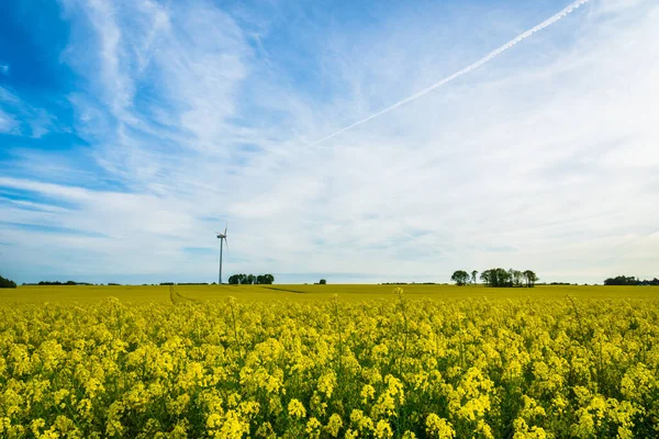 丹麦春天的乡村风景与油菜花地和风力涡轮机 — 图库照片