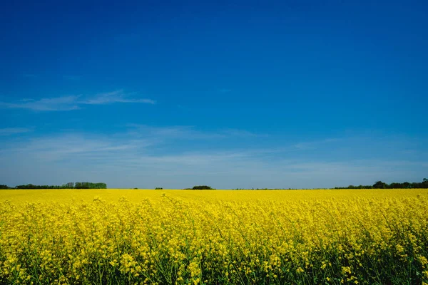 Denmark countryside landscape in spring with rapeseed flower field