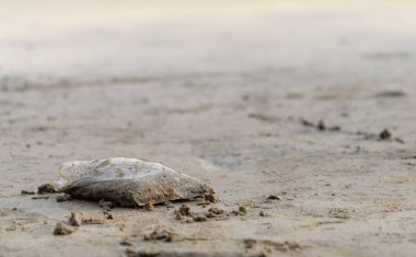 Bi boka yaramaz plaj plastik kap sola dön kirliliği