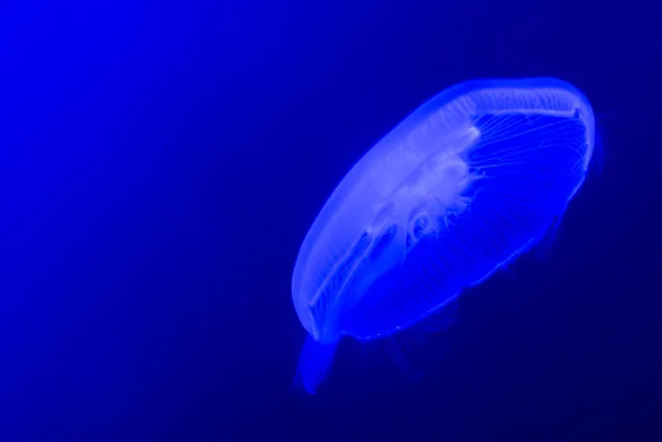 Pesce Gelatina Bianca Nuotare Acqua Blu — Foto Stock