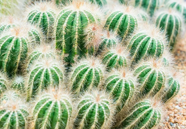Heleboel Kleine Groene Cactussen Rotstuin — Stockfoto