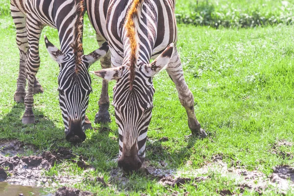 Zebrapaar Isst Und Trinkt Von Wiese — Stockfoto
