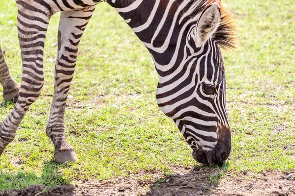 Zebrakopf Frisst Gras Auf Dem Boden — Stockfoto