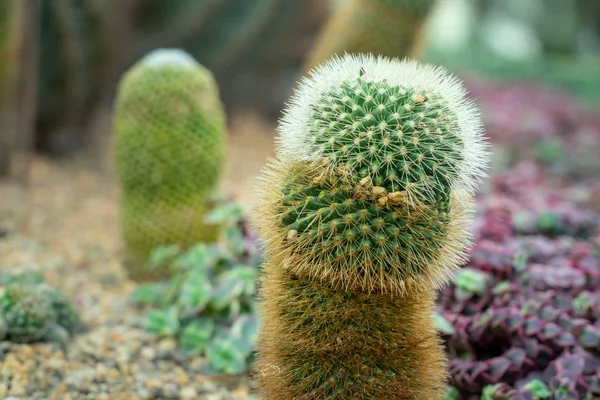 Pene Forma Cactus Giardino Cactus — Foto Stock