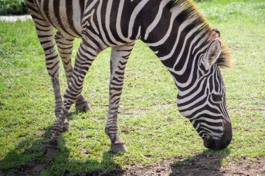 Zebra kafa yere çim yeme