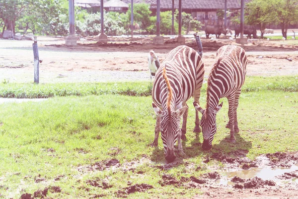 Zebrapaar Isst Und Trinkt Von Wiese — Stockfoto