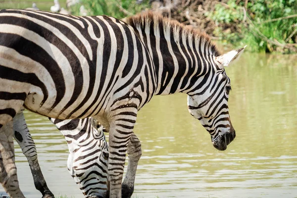 Zebrafamilie Isst Und Trinkt Aus Dem See — Stockfoto