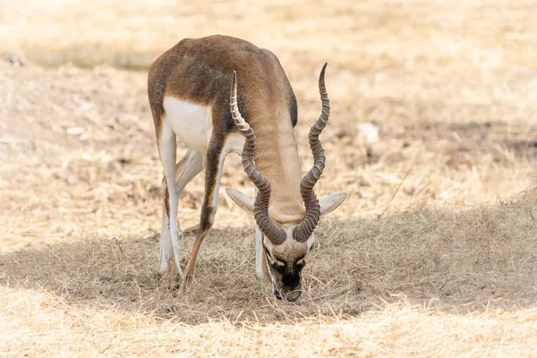 Impala Mit Langen Hörnern Auf Getrocknetem Boden — Stockfoto