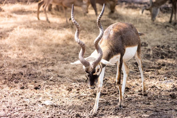 Impala Mit Langen Hörnern Auf Getrocknetem Boden — Stockfoto