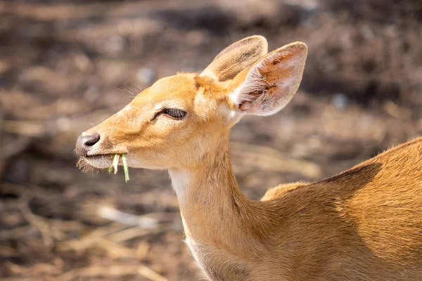 Yellow Little Baby Deer Eating Grasses Ground — Stock Photo, Image