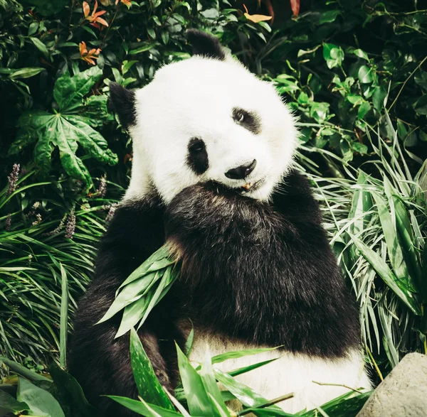 Panda Está Comiendo Hojas Bambú Para Almuerzo — Foto de Stock