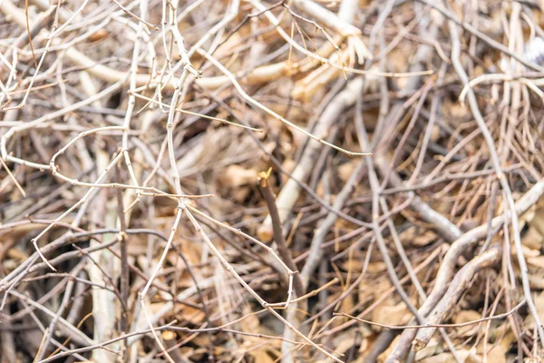 doku ve arka plan için kuru Ağaç bitki.