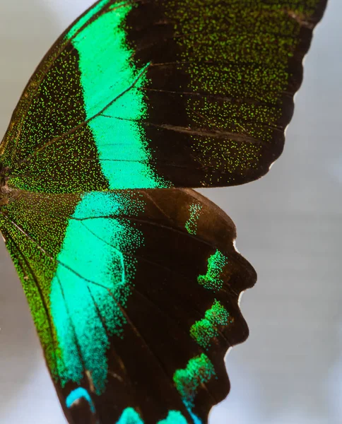 Ala Medio Lado Una Mariposa Verde Muerte — Foto de Stock
