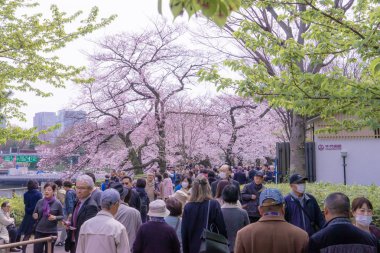 Turistler Chidorigafuchi güzel Cherry Blossom görüntüleme 