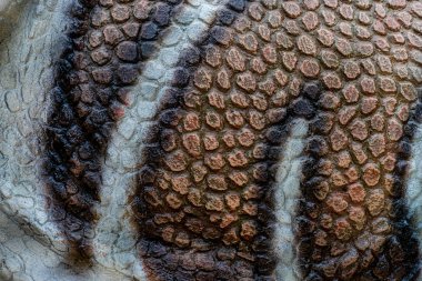 Doku için kahverengi ve beyaz dinozor derisi