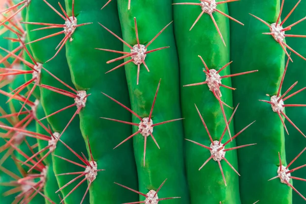 Closed up shot of Green Cactus with red thron — Stock Photo, Image