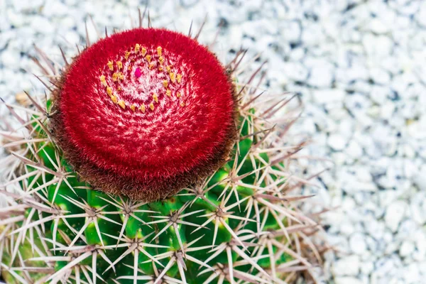 Rode bloeiende cactus bloem op de top van de groene cactus op Rock Garden — Stockfoto